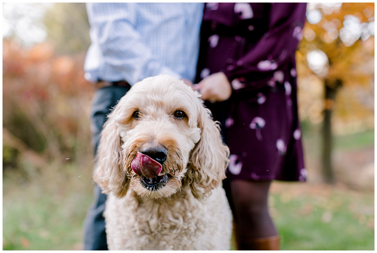 dog licking its lips during a couple's engagement session